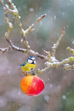 Apfel  für Vögel