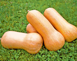 Butternut-Kürbis ‘Nutterbutter’