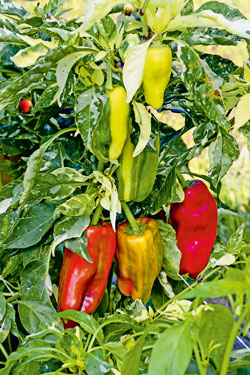 Paprika ‘Candy Cane’ F1