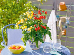 Topftomaten