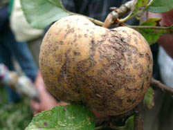 Apfel mit Schorf