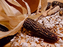 Bio-Popcornmais ‘NegroCine’