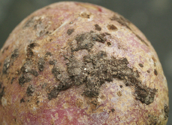 Pilz Rhizoctonia