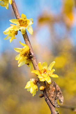 Chinesische Winterblüte