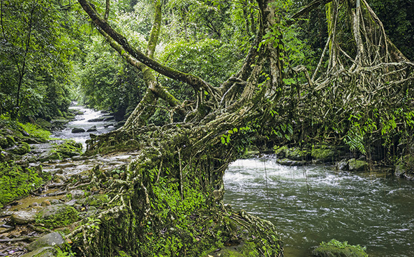 Gummibäume (Ficus elastica)