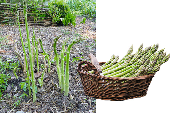 Grünspargel (Asparagus officinalis)
