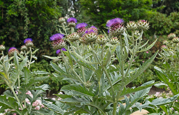 Wilde Artischocke (Cynara scolymus)