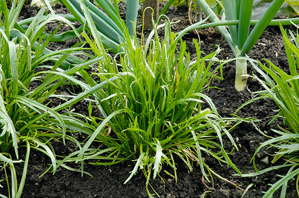 Hirschhornwegerich (Plantago coronopus)