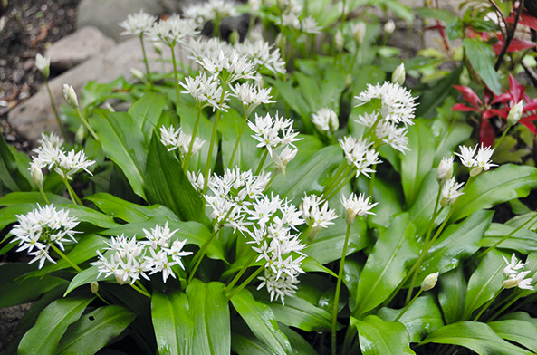 Bärlauch (Allium ursinum)