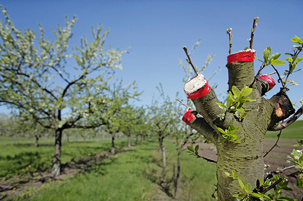 Obstbäume veredeln