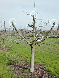 Obstbaum vor dem Umveredeln