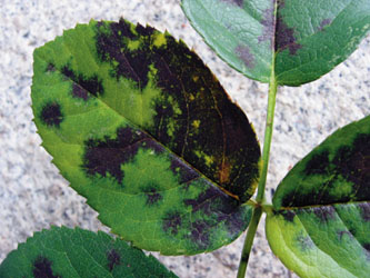 Rosen von Sternrußtau befallen