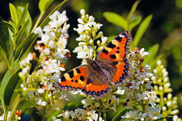 Schmetterling auf einem Liguster