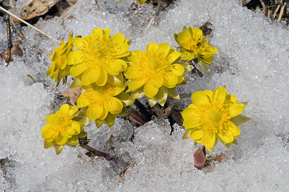 Amur-Adonisröschen (Adonis amurensis)