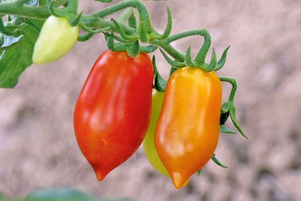 Datteltomate ‘Elfin’