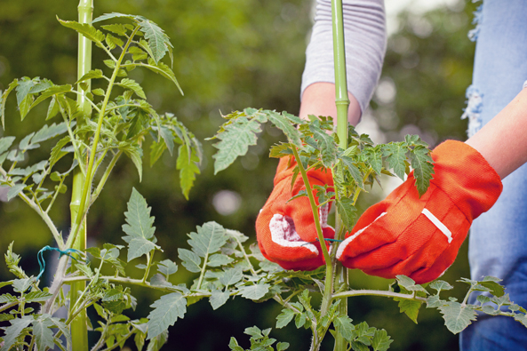 Tomatenpflanzen