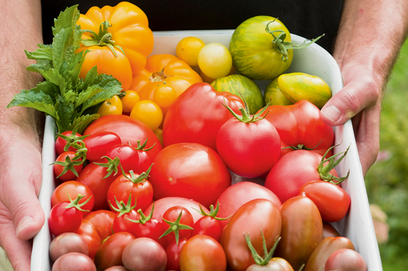Tomatenvielfalt