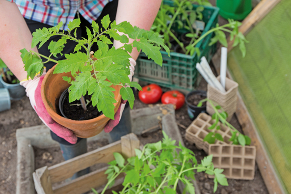 Tomaten