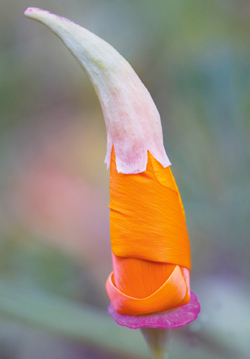 Kalifornischer Mohn