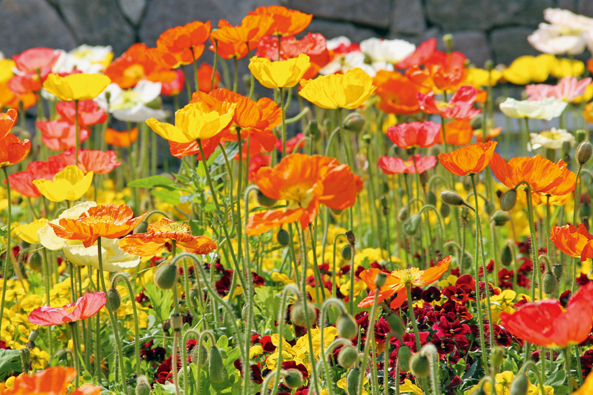 Islandmohn