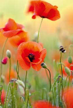 Mohn