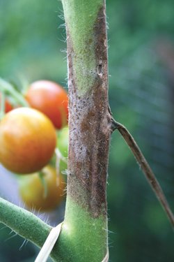 Tomate - Kraut- und Braunfäule