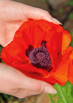 Türkischer Mohn