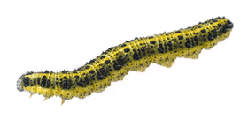 Raupe