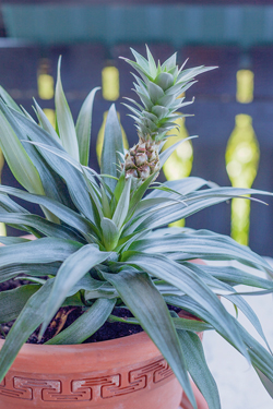 Ananas