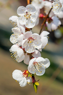 Aprikosenblüte