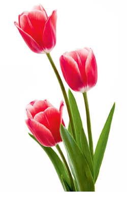 Tulpen