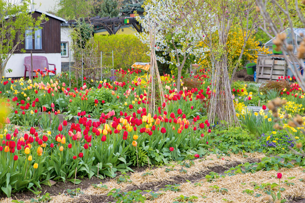 Tulpenpracht im Kleingarten