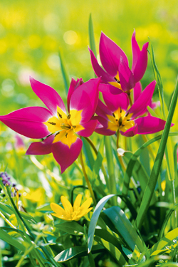 Wild-Tulpen