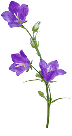 Pfirsichblättrige Glockenblume