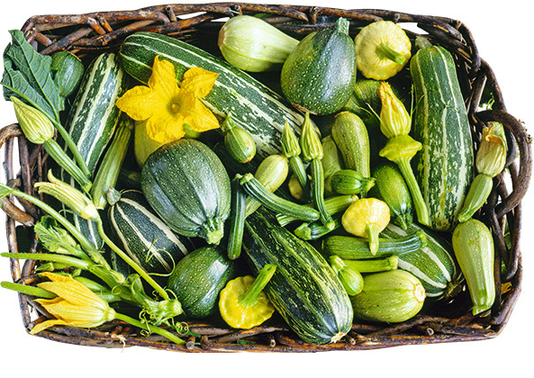 Zucchini Sortenspektrum