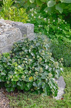 Hedera helix ‘Arbori Compact’