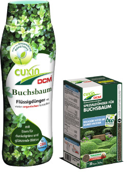 Buchsbaum von Cuxin DCM