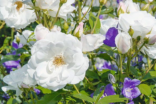 Rosen und Glockenblumen