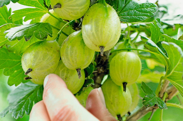 Stachelbeeren