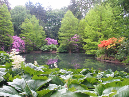 Rhododenren und Azaleen in Hülle und Fülle