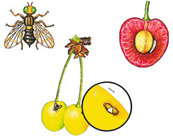 Kirschfruchtfliege