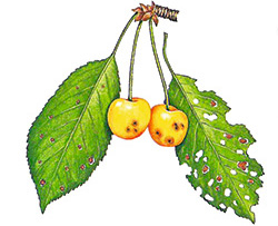 Schrotschusskrankheit