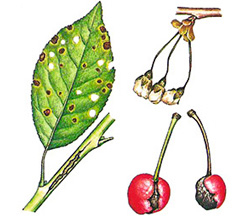 Bakterienbrand