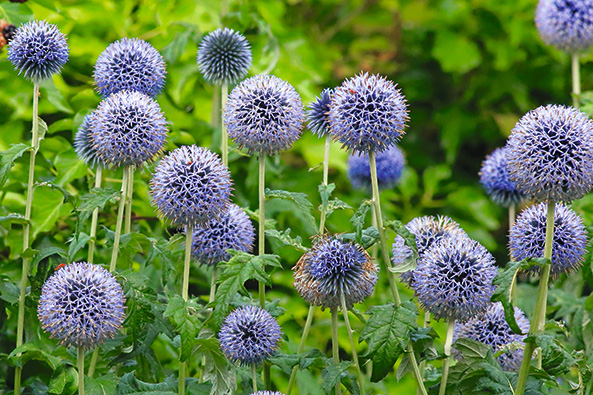 Disteln für Ihr Gartenbeet