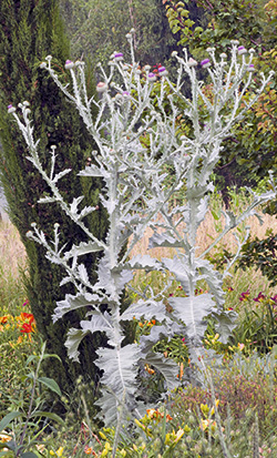 Eselsdistel