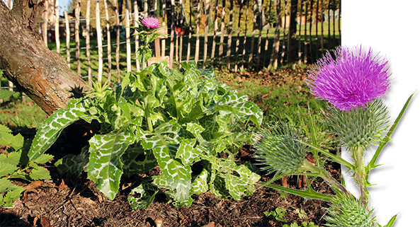 Gewöhnliche Mariendistel