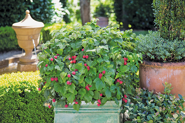 Beeren-starke Pflanzen