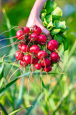 Radieschen den ganzen Sommer ernten