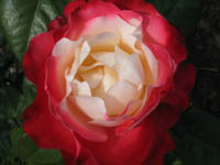Rose 'Nostalgie'