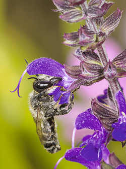 Wildbiene bei Bestäubung